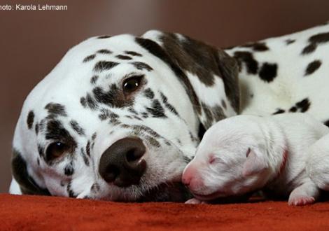 Mama Treasure Toulouse vom Teutoburger Wald (Rufname: Amena) mit ihrem W-Wurf