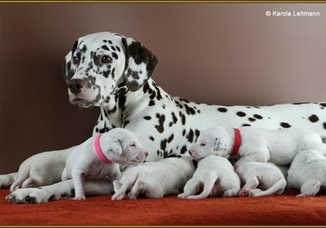 Mama Treasure Toulouse vom Teutoburger Wald mit den Front-Ladies Lady Rosa & Lady Rot