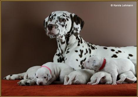 Mama Treasure Toulouse vom Teutoburger Wald mit den Front-Ladies Lady Rosa & Lady Rot