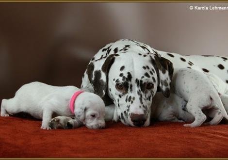 Mama Treasure Toulouse vom Teutoburger Wald mit ihrer Tochter Lady Rosa