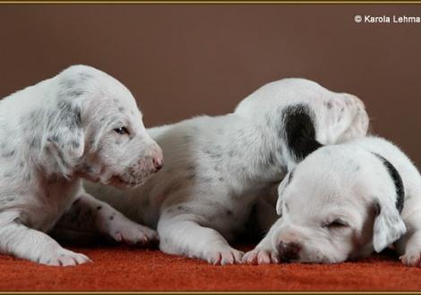 Lady Ohne mit Mr. Doppelplatte & Mr. Schwarz