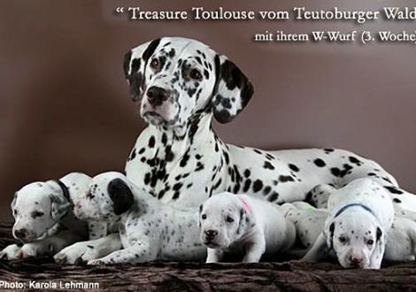 Mama Treasure Toulouse vom Teutoburger Wald (Rufname: Amena) mit ihrem W-Wurf