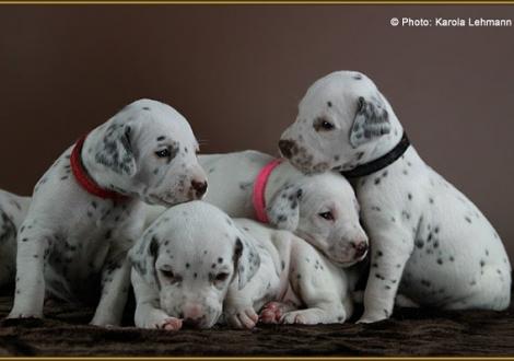 Lady Rot, Mr. Blau, Lady Rosa & Mr. Schwarz