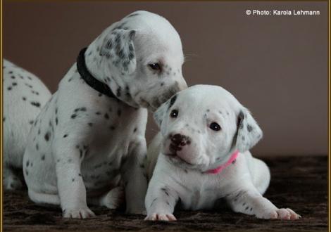 Mr. Schwarz mit seiner Schwester Lady Rosa