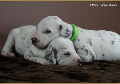 Mr. Monokel mit seinem Bruder Mr. Grün