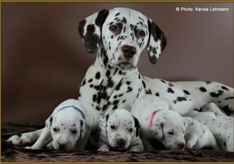 Mama Treasure Toulouse vom Teutoburger Wald mit Mr. Blau, Lady Platte & Lady Rosa