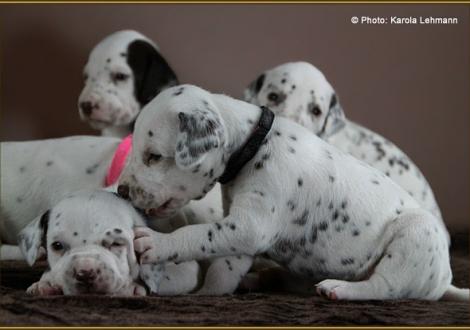 Mr. Blau mit seinem Bruder Mr. Schwarz