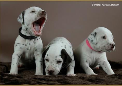 Mr. Schwarz, Mr. Doppelplatte & Lady Rosa