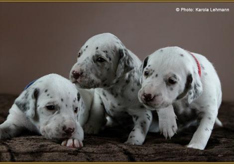 Mr. Blau mit seinem Schwestern Lady Ohne & Lady Rot