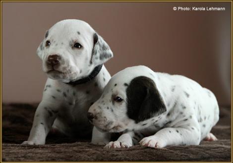 Mr. Schwarz, Mr. Doppelplatte & Lady Rosa