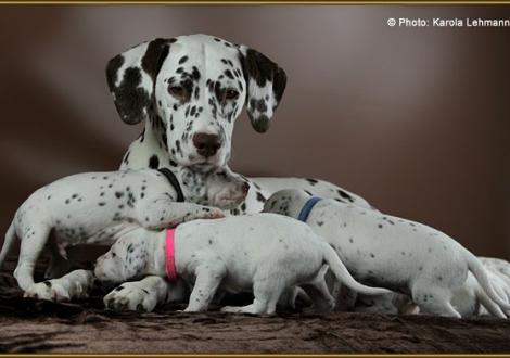 Mama Treasure Toulouse vom Teutoburger Wald mit Mr. Schwarz, Lady Rosa & Mr. Blau