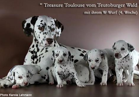 Treasure Toulouse vom Teutoburger Wald mit ihrem W-Wurf