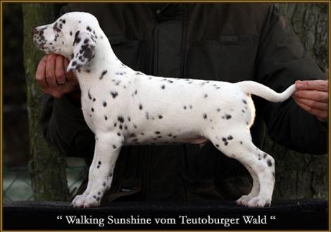 Walking Sunshine vom Teutoburger Wald