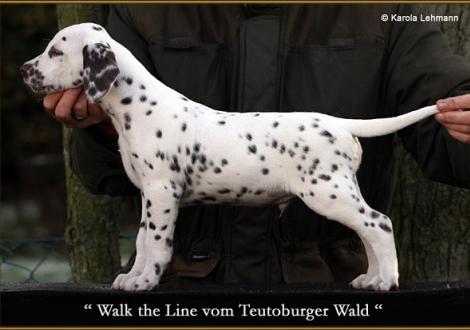 Walk the Line vom Teutoburger Wald