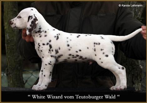 White Wizard vom Teutoburger Wald