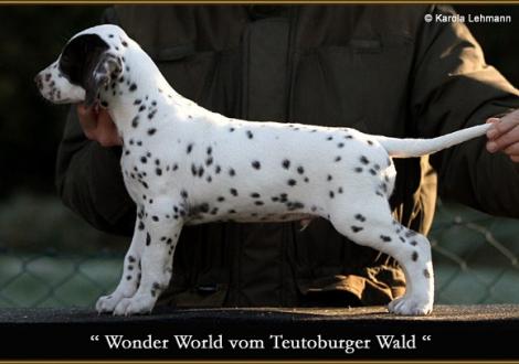 Wonder World vom Teutoburger Wald
