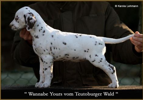 Wannabe Yours vom Teutoburger Wald