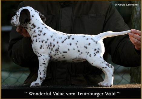 Wonderful Value vom Teutoburger Wald