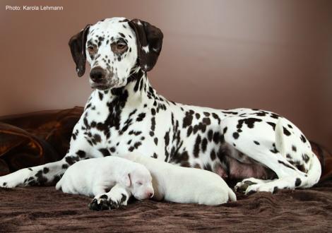 Quality Queen vom Teutoburger Wald mit ihrem X-Wurf vom Teutoburger Wald (7. Lebenstag)