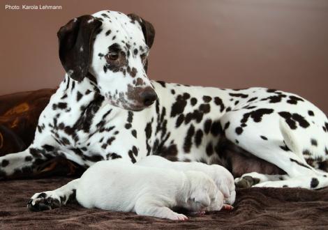 Quality Queen vom Teutoburger Wald mit ihrem X-Wurf vom Teutoburger Wald (7. Lebenstag)