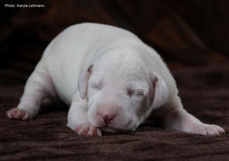 Xavier vom Teutoburger Wald (7. Lebenstag)