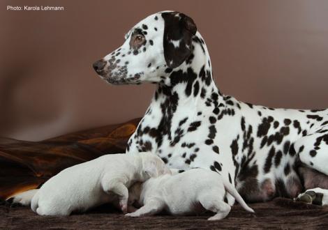 Quality Queen vom Teutoburger Wald mit ihrem X-Wurf vom Teutoburger Wald (7. Lebenstag)