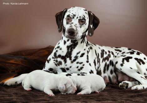 Quality Queen vom Teutoburger Wald mit ihrem X-Wurf vom Teutoburger Wald (7. Lebenstag)