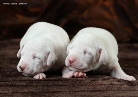 Xavier mit seiner Schwester Xperience Me vom Teutoburger Wald (7. Lebenstag)
