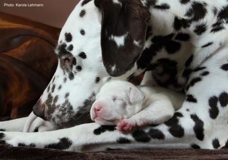 Quality Queen vom Teutoburger Wald mit ihrem Sohn Xavier vom Teutoburger Wald (7. Lebenstag)