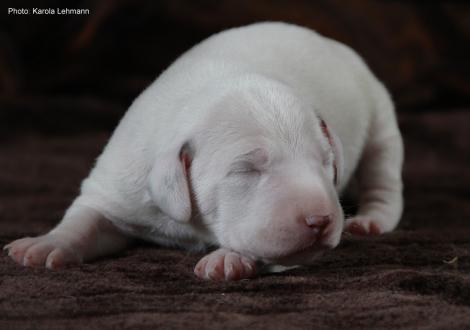 Xavier vom Teutoburger Wald (7. Lebenstag)