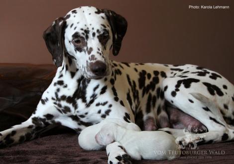 Quality Queen vom Teutoburger Wald mit ihrem X-Wurf vom Teutoburger Wald (2. Lebenstag)