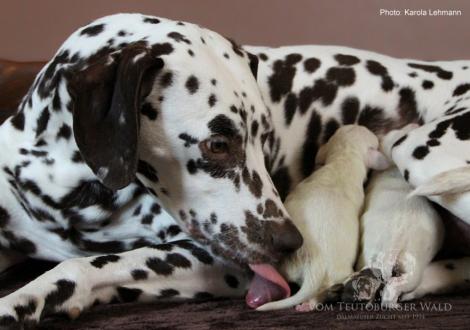 Quality Queen vom Teutoburger Wald mit ihrem X-Wurf vom Teutoburger Wald (2. Lebenstag)