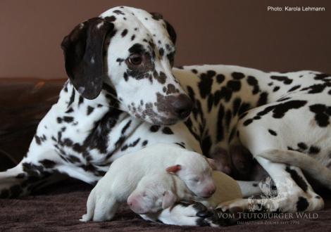Quality Queen vom Teutoburger Wald mit ihrem X-Wurf vom Teutoburger Wald (2. Lebenstag)
