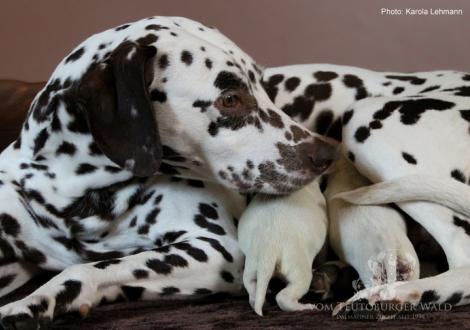 Quality Queen vom Teutoburger Wald mit ihrem X-Wurf vom Teutoburger Wald (2. Lebenstag)