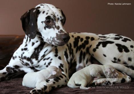 Quality Queen vom Teutoburger Wald mit ihrem X-Wurf vom Teutoburger Wald (2. Lebenstag)