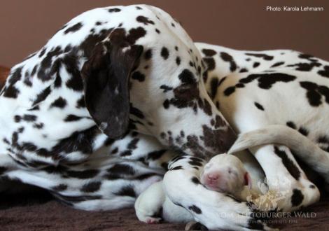 Quality Queen vom Teutoburger Wald mit ihrem X-Wurf vom Teutoburger Wald (2. Lebenstag)