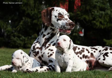 Mama Quality Queen vom Teutoburger Wald mit ihrem X-Wurf vom Teutoburger Wald (3. Woche)