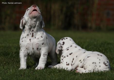 Xavier mit seiner Schwester Xperience Me vom Teutoburger Wald (3. Woche)