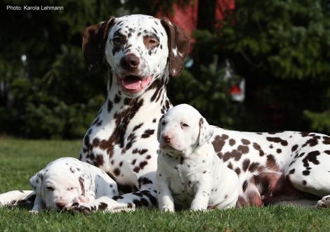Mama Quality Queen vom Teutoburger Wald mit ihrem X-Wurf vom Teutoburger Wald (3. Woche)