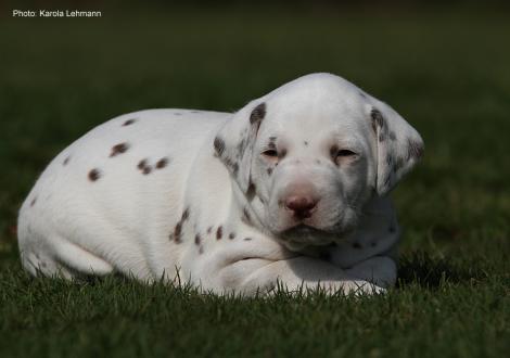Xavier vom Teutoburger Wald (3. Woche)