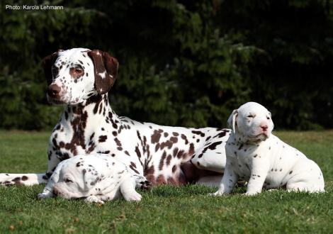 Mama Quality Queen vom Teutoburger Wald mit ihrem X-Wurf vom Teutoburger Wald (3. Woche)