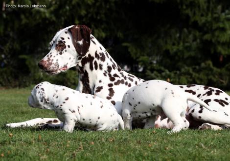 Mama Quality Queen vom Teutoburger Wald mit ihrem X-Wurf vom Teutoburger Wald (3. Woche)