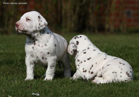 Xavier mit seiner Schwester Xperience Me vom Teutoburger Wald (3. Woche)