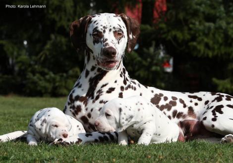 Mama Quality Queen vom Teutoburger Wald mit ihrem X-Wurf vom Teutoburger Wald (3. Woche)
