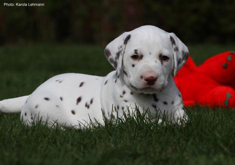 Xavier vom Teutoburger Wald (4. Woche)