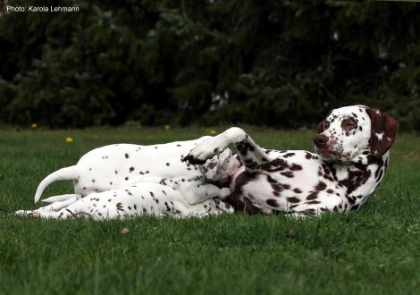 Mama Quality Queen vom Teutoburger Wald mit ihrem X-Wurf vom Teutoburger Wald (4. Woche) 