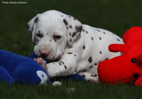 Xavier vom Teutoburger Wald (4. Woche)