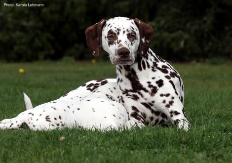 Mama Quality Queen vom Teutoburger Wald mit ihrem X-Wurf vom Teutoburger Wald (4. Woche) 