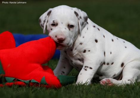 Xavier vom Teutoburger Wald (4. Woche)