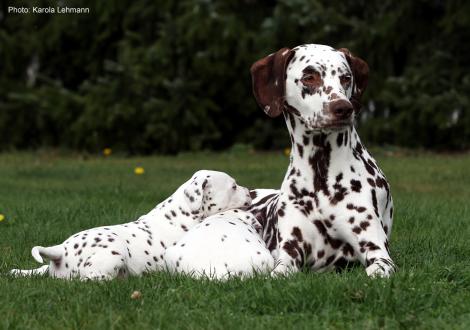 Mama Quality Queen vom Teutoburger Wald mit ihrem X-Wurf vom Teutoburger Wald (4. Woche) 